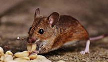 24 Hour & Emergency Exterminators in Standish, ME
